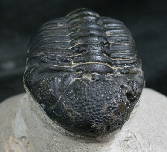 Bargain Phacops Trilobite From Morocco - #7953